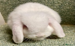 Mini Lop rabbits for sale: Sweet Mini lop baby boy - Image 2