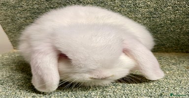 Mini Lop rabbits - Advert 11