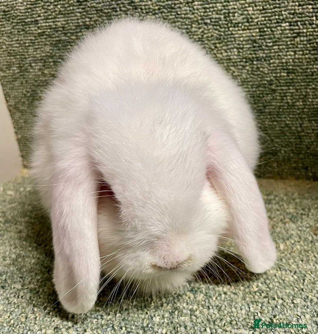 Mini Lop rabbits for sale: Sweet Mini lop baby boy - Image 2