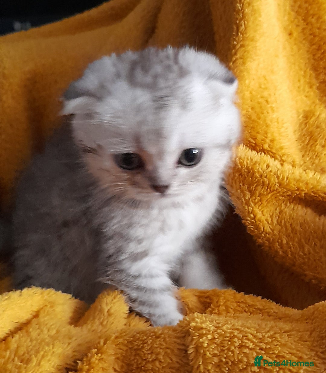 Scottish Fold cats for sale: LAST BOY FOLD. OPEN TO OFFERS.  in Aberdare - Image 21