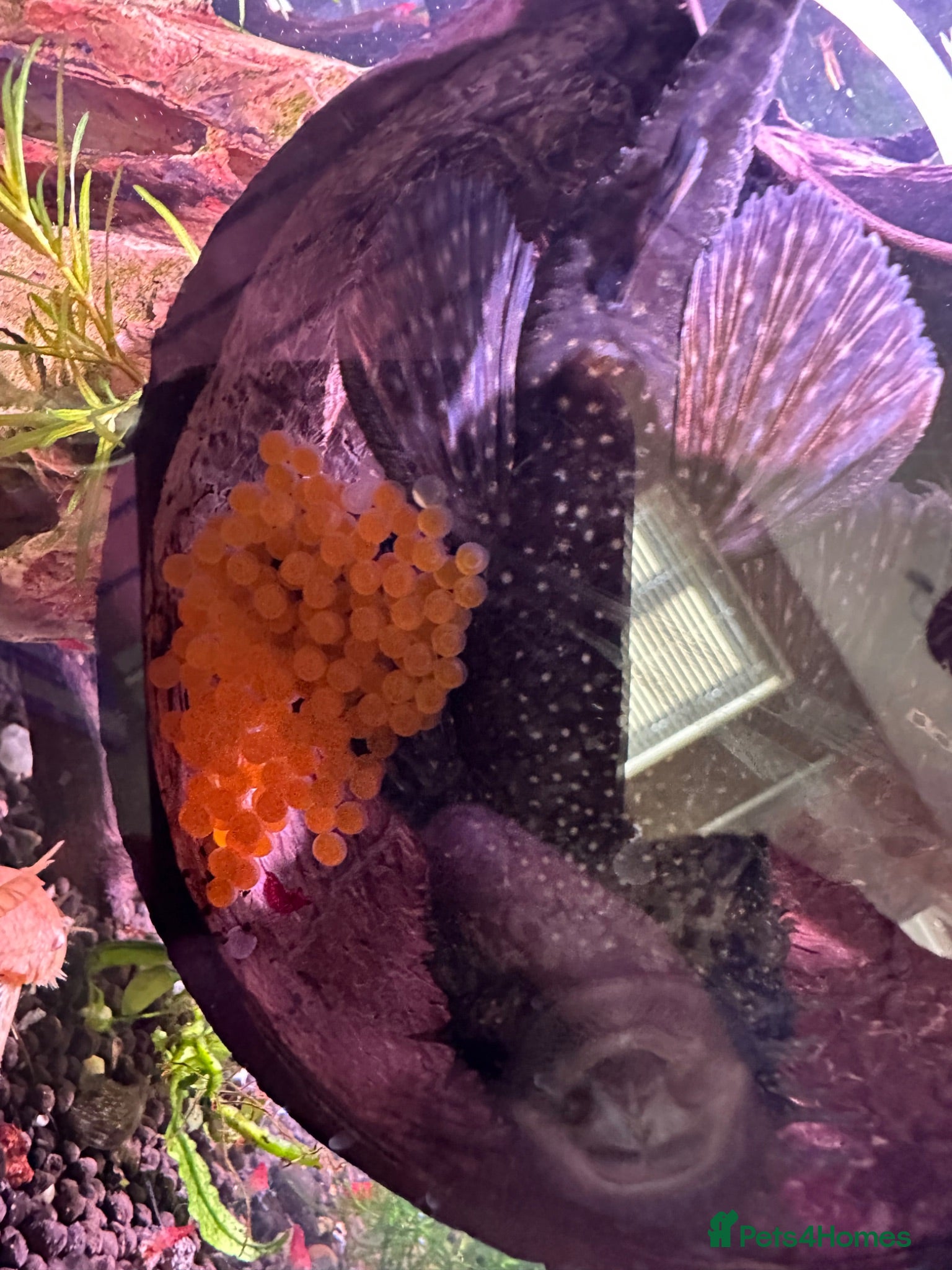 Shrimps fish Red cherry shrimp/ blue dream shrimp/ plecos - Advert 2