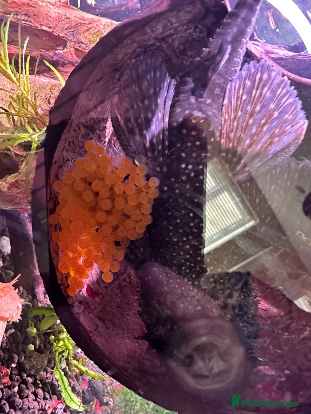 Shrimps fish for sale: Red cherry shrimp/ blue dream shrimp/ plecos - Advert 1