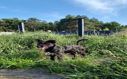 Mixed Breed dogs for adoption: 💖🐶 BUFFY 🐶💖 - Image 4