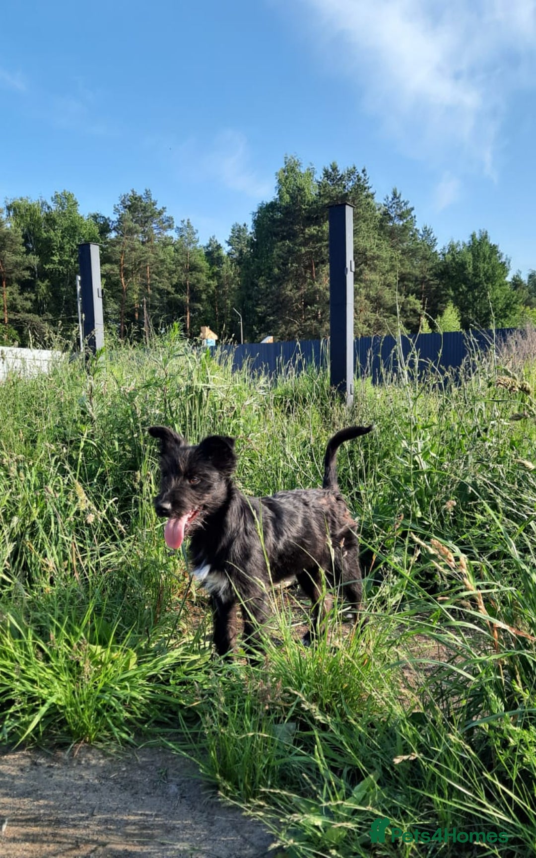 Mixed Breed dogs for adoption: 💖🐶 BUFFY 🐶💖 - Image 4