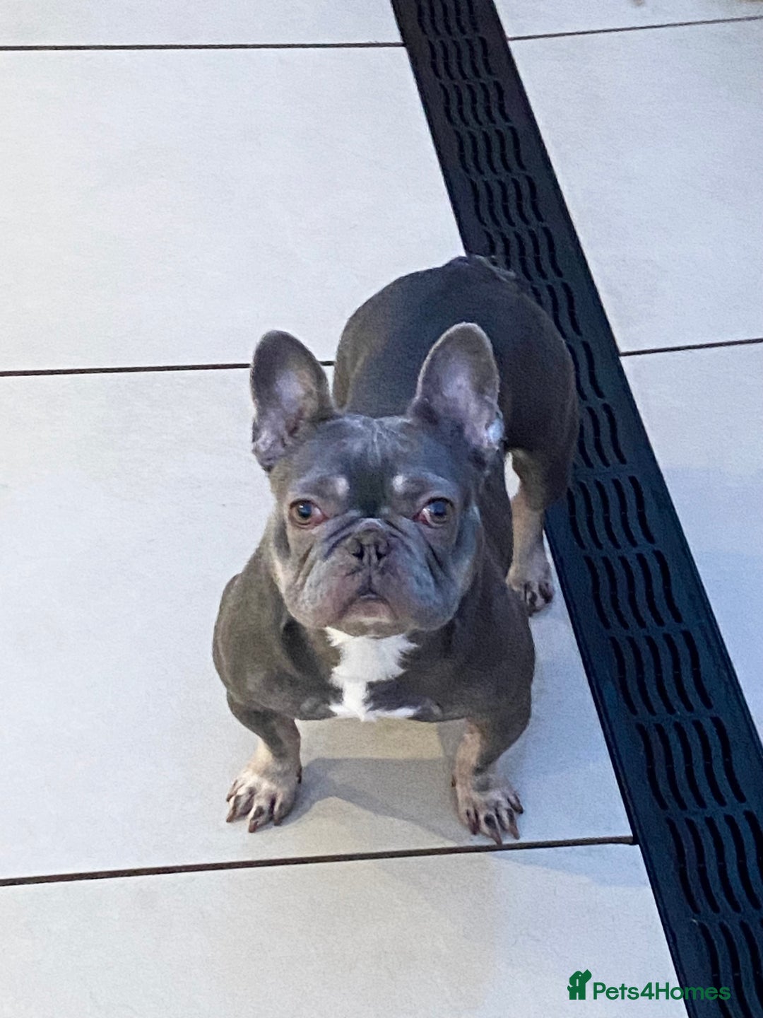 French Bulldog dogs for sale: FRENCH BULLDOG LOOKING FOR HER NEW HOME  - Advert 1