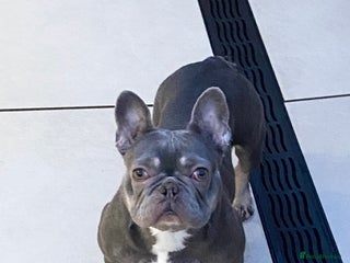 French Bulldog dogs FRENCH BULLDOG LOOKING FOR HER NEW HOME - Advert 2