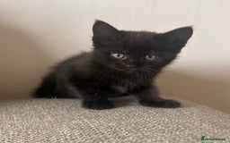Maine Coon cats for sale:  Maine coon x BSH stunning kittens 😻 - Image 17