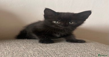 Maine Coon cats - Advert 6