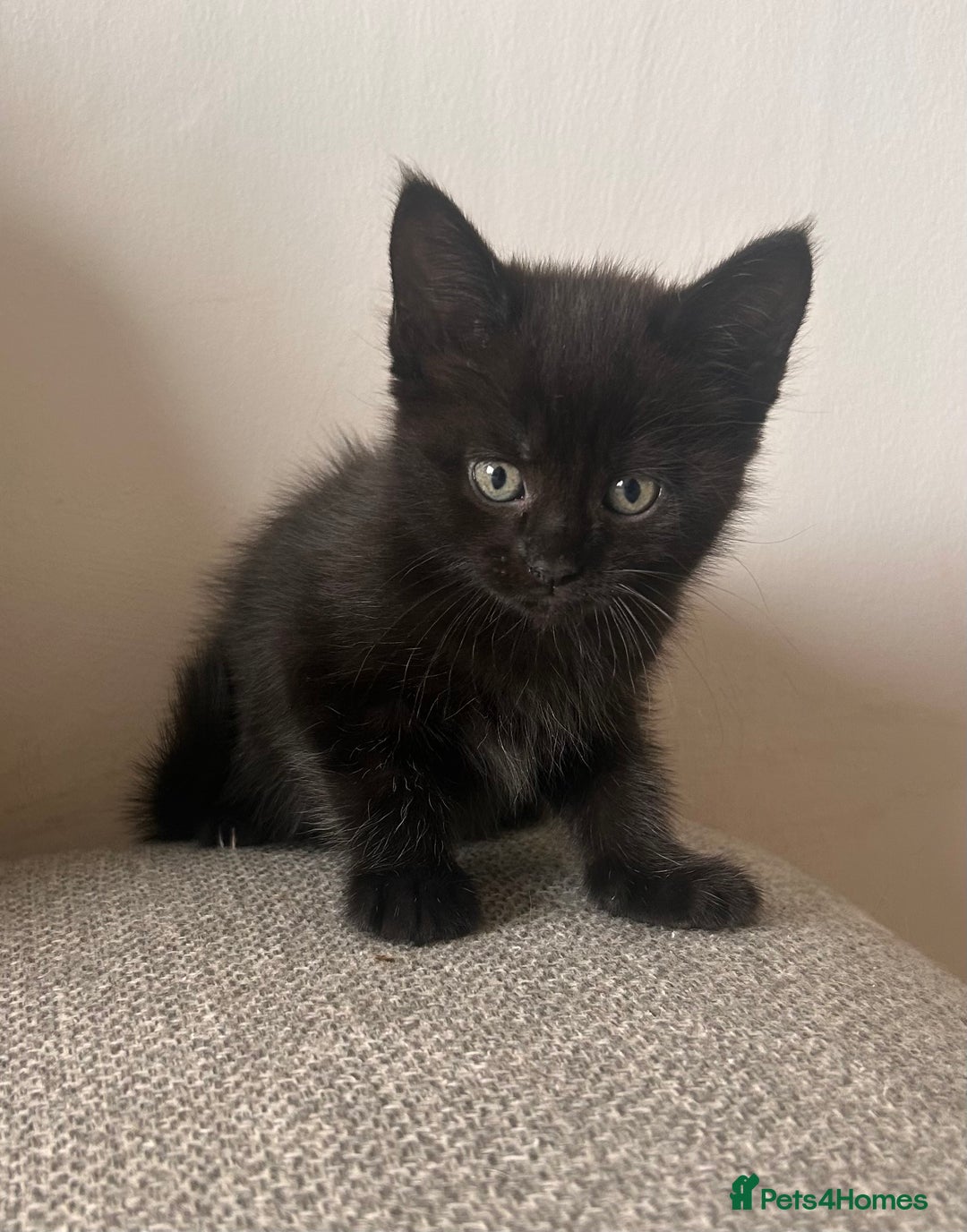 Maine Coon cats for sale:  Maine coon x BSH stunning kittens 😻 - Image 17