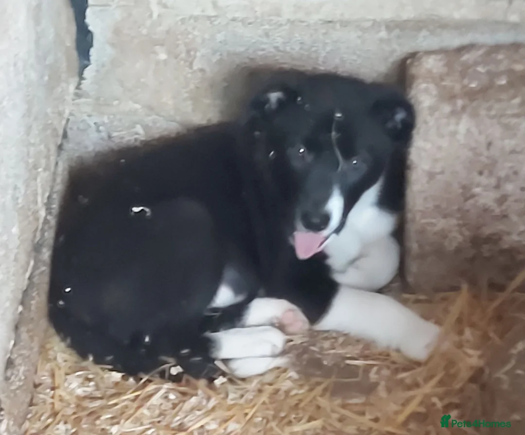 Border Collie dogs for sale: Beautiful Border Collies - Advert 2