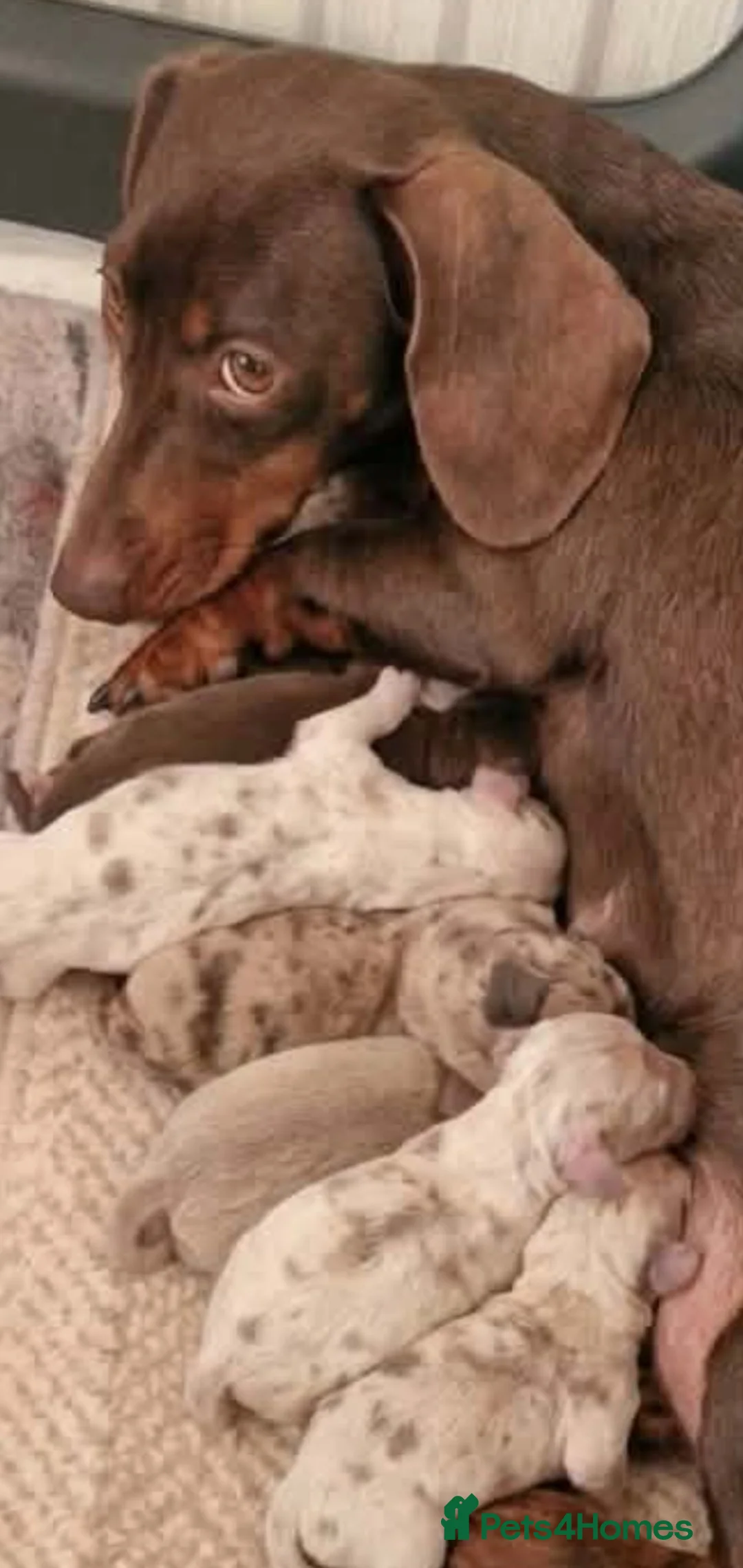 Miniature Dachshund dogs for sale: Beautiful daschund babys ❤️❤️ - Advert 1