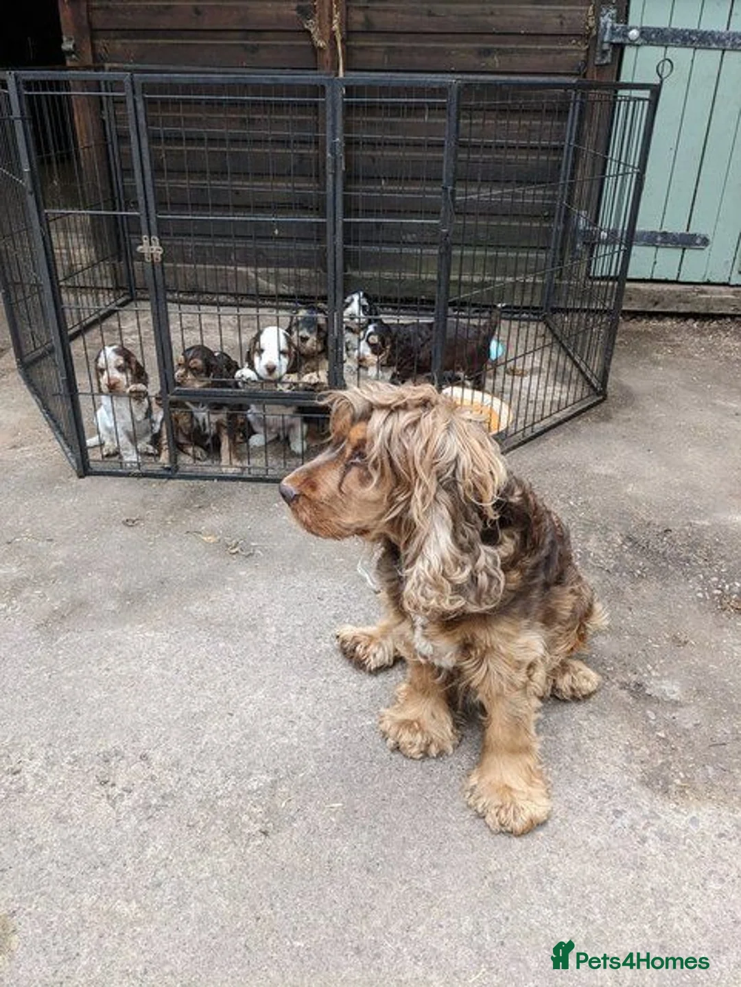 Cockapoo dogs for sale: Cockapoo puppies stunning colours  - Advert 2
