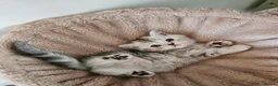 Scottish Fold cats for sale: Adorable Scottish Fold Straight Ear Kittens  - Advert 20