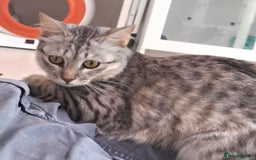 Mixed Breed cats for adoption: Aria - A Lovely & Cuddly Princess - Image 1