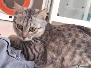 Mixed Breed cats - Advert 2