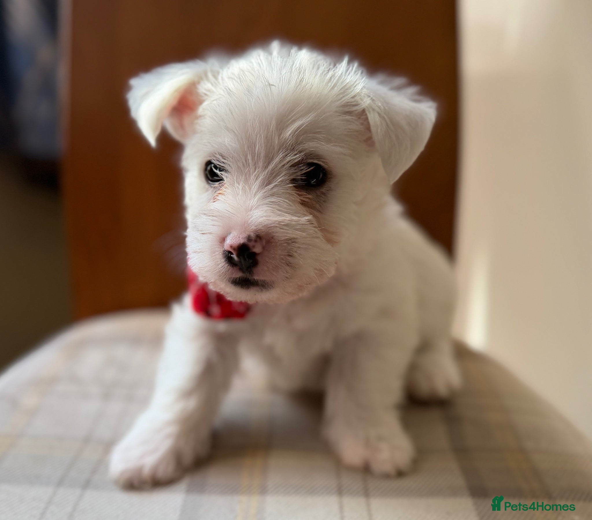 West Highland Terrier dogs West highland Terrier puppies for sale - Advert 2