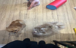 Pomeranian dogs for sale: Male and female Pomeranian  - Image 2