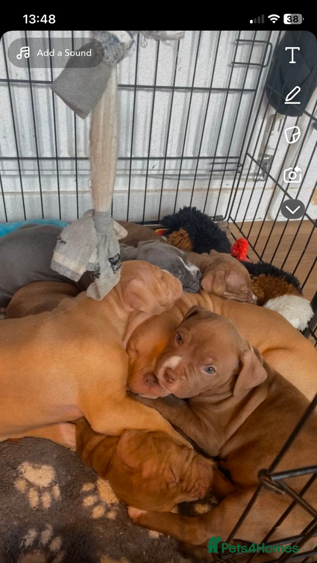 Mixed Breed dogs for sale: staffy X  - Advert 9