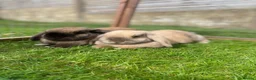 Mini Lop rabbits for sale: 2 Mini Lops for short or long term foster in Bath - Advert 4