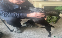 Patterdale Terrier dogs for sale: Sweet little Patterdale girl for sale  - Image 3