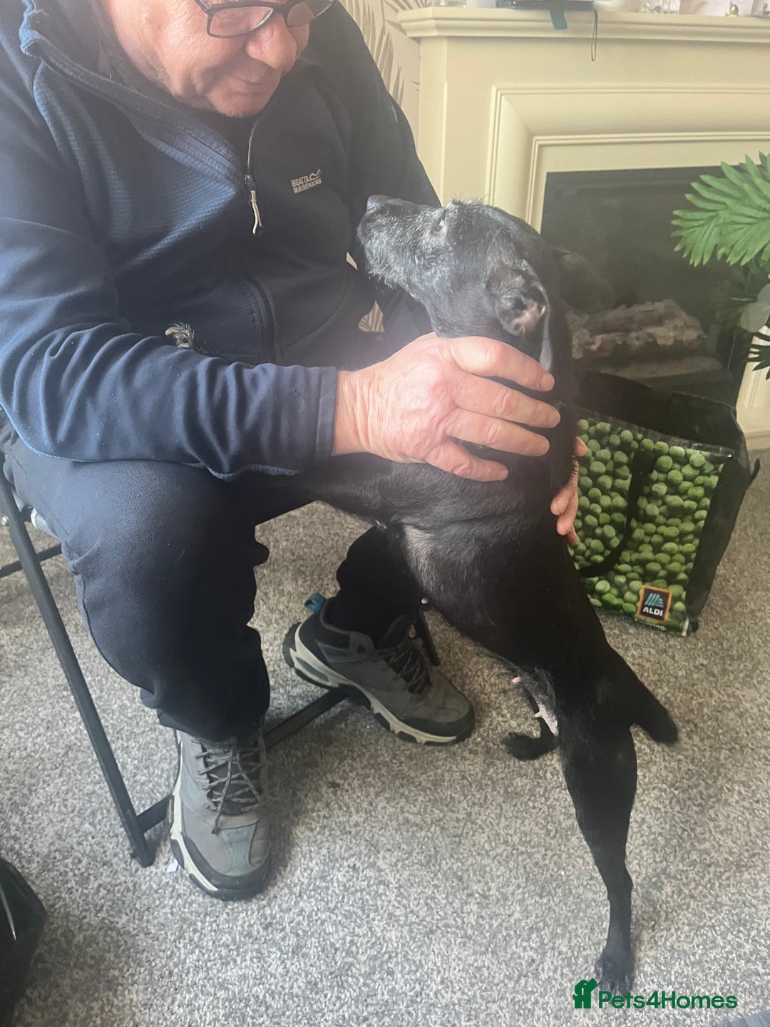 Patterdale Terrier dogs for sale: Sweet little Patterdale girl for sale  - Image 3