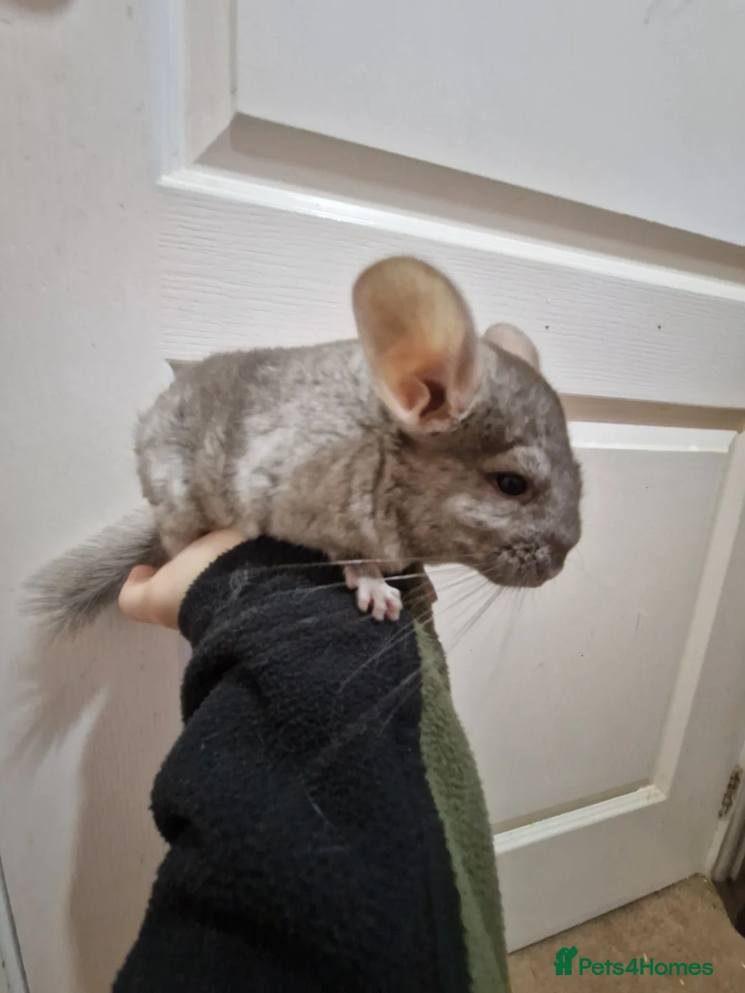 Chinchilla rodents for sale: Very tame male chinchilla  - Advert 1
