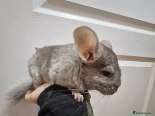 Chinchilla rodents Very tame male chinchilla - Advert 9