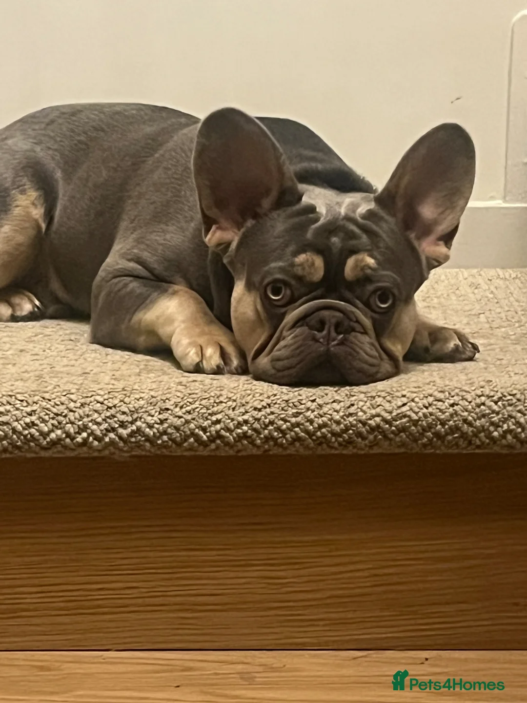 French Bulldog dogs for sale: 1 year old French bulldog experienced homes only  - Advert 2