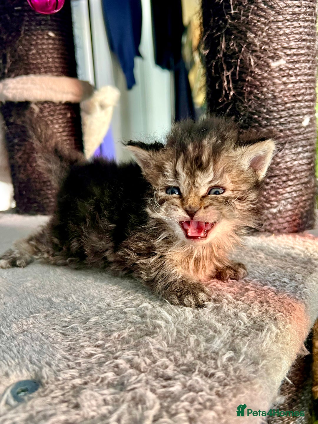 Selkirk Rex cats for sale: Stunning Selkirk rex kittens - Advert 7