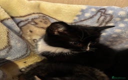 Mixed Breed cats for sale: Beautiful kittens - Image 8