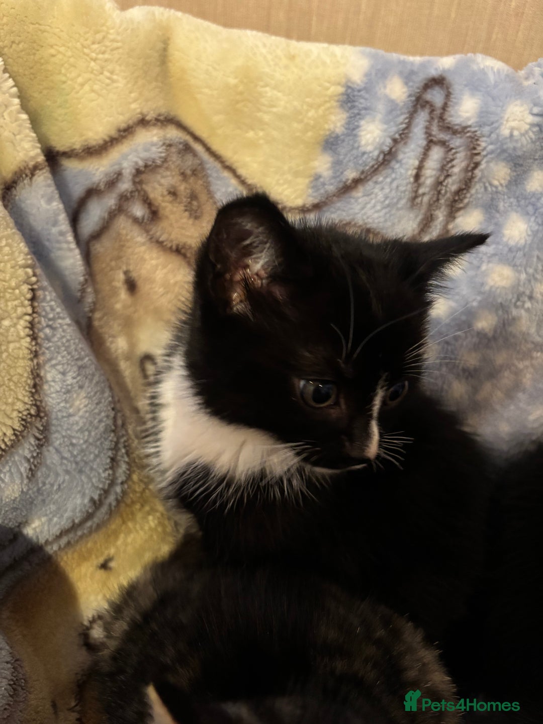 Mixed Breed cats for sale: Beautiful kittens - Image 8