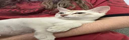 Asian cats for sale: Gccf reg Pedigree kittens  - Advert 7