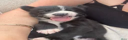 Border Collie dogs for sale: Meet your new best friend 🐾🥹 - Advert 10