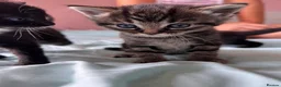Mixed Breed cats for sale: 3 beautiful kittens ready for adventure  in Harwich - Advert 16