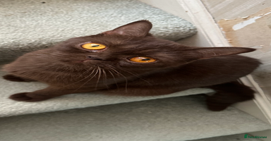 British Shorthair cats - Advert 1