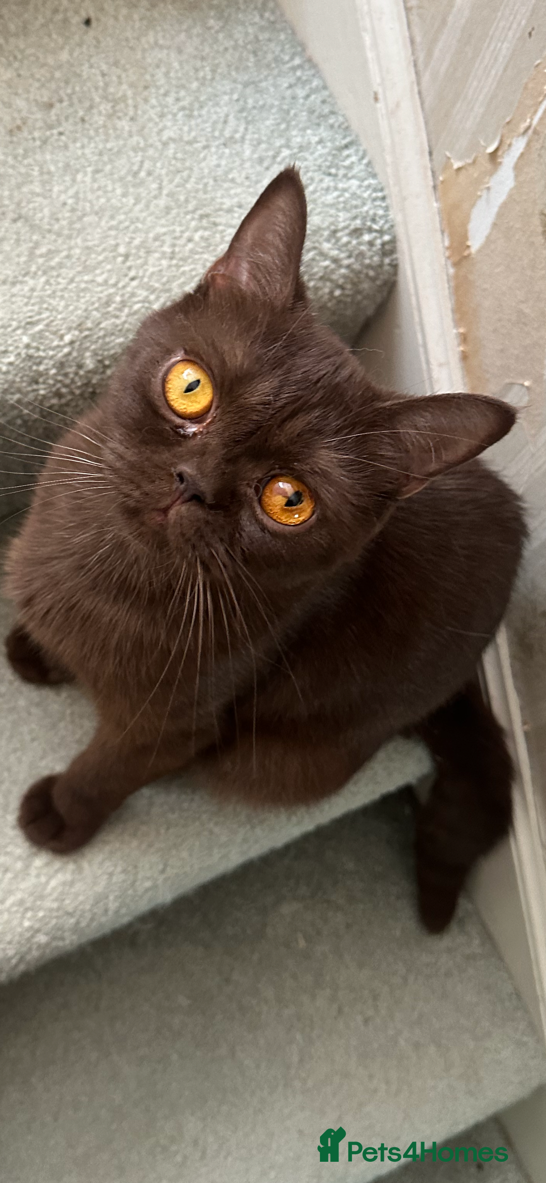 British Shorthair cats for sale: Chocolate Tortie  - Image 3