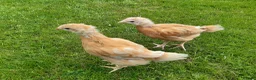 Chickens poultry for sale: Day Old Chicks **Register Your Interest** in Felixstowe - Advert 2