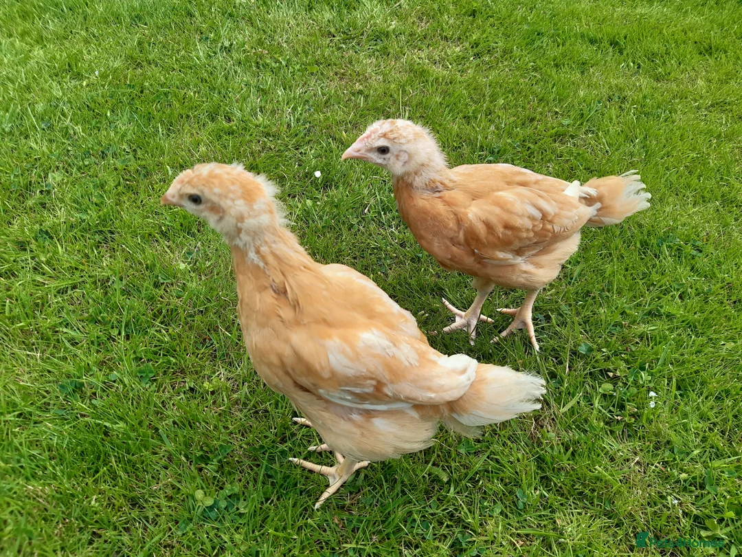 Chickens poultry for sale: Day Old Chicks **Register Your Interest** in Felixstowe - Advert 2