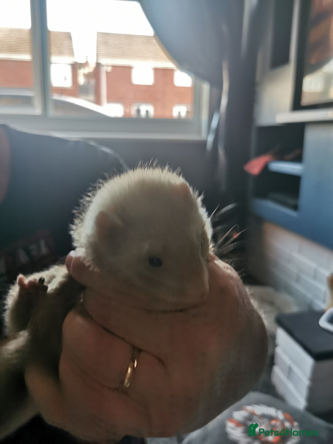 Ferret rodents for sale: Jill's  - Image 5