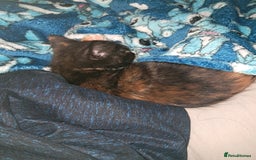 British Shorthair cats for sale: Two female cats - Image 5