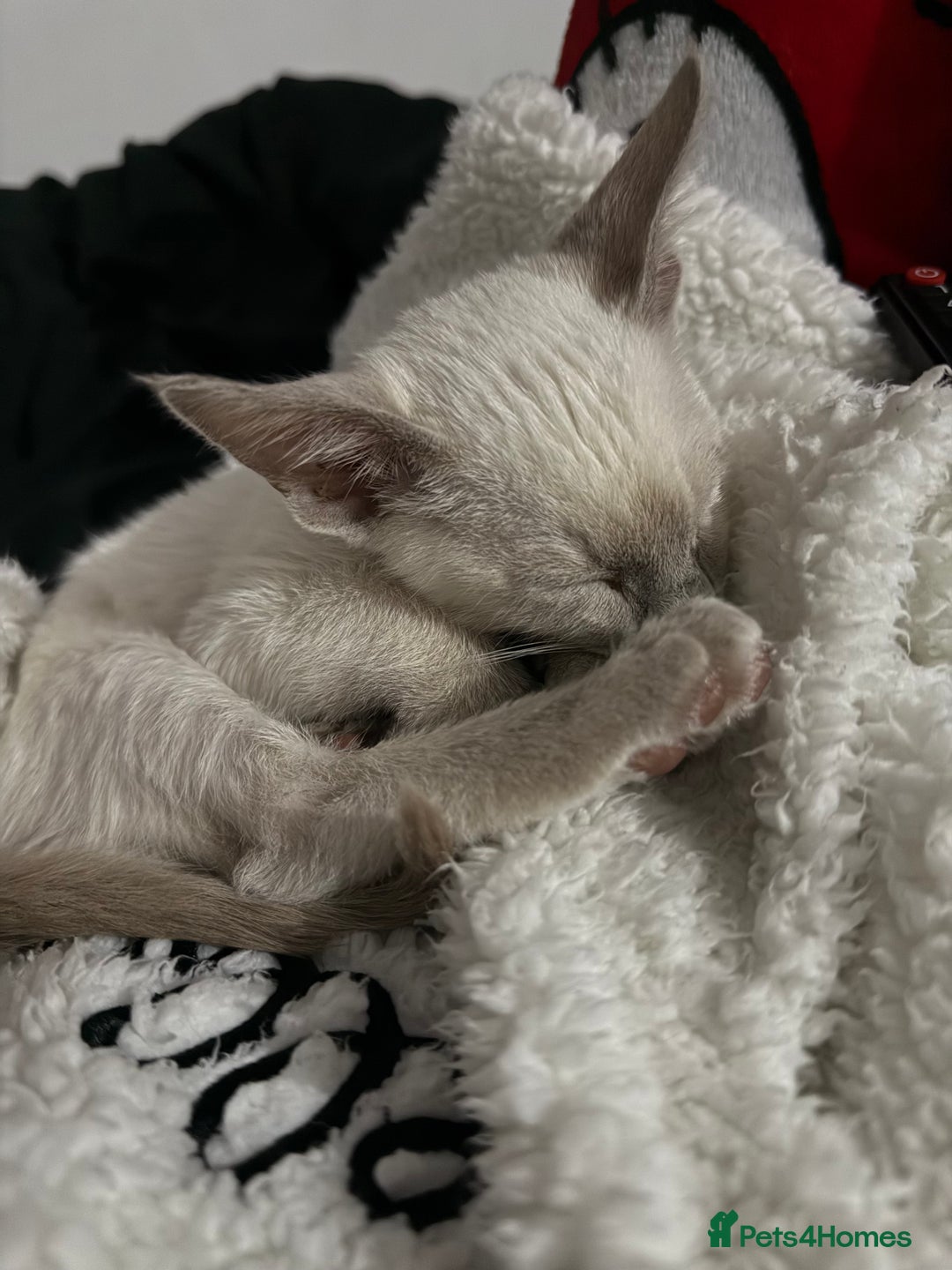 Siamese cats for sale: oriental siamese male - Advert 7