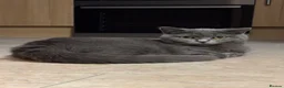 British Shorthair cats for sale: 2 beautiful British Short Hair female kittens in Buckingham - Advert 9
