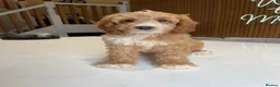 Cockapoo dogs for sale: F1B Cockapoo Pups - Ready to leave now!! - Advert 23