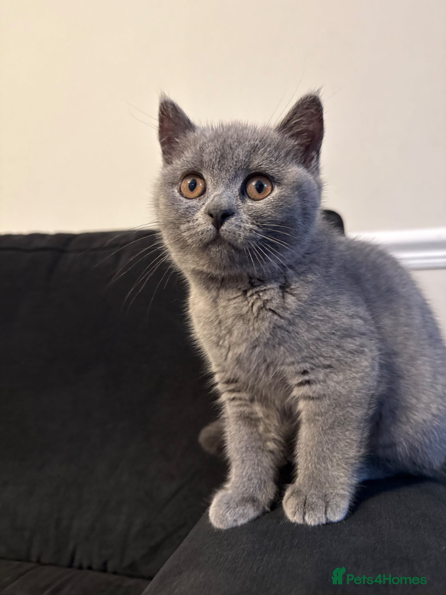 British Shorthair cats **£700** stunning  British shorthair kitten - Advert 9
