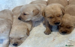 Goldador dogs for sale: Gorgoeus Goldador’s  - Image 11