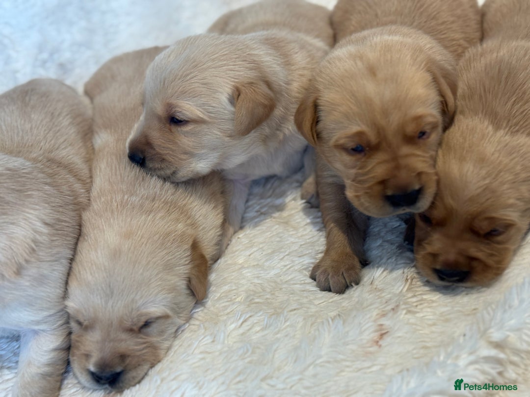 Goldador dogs for sale: Gorgoeus Goldador’s  - Image 11