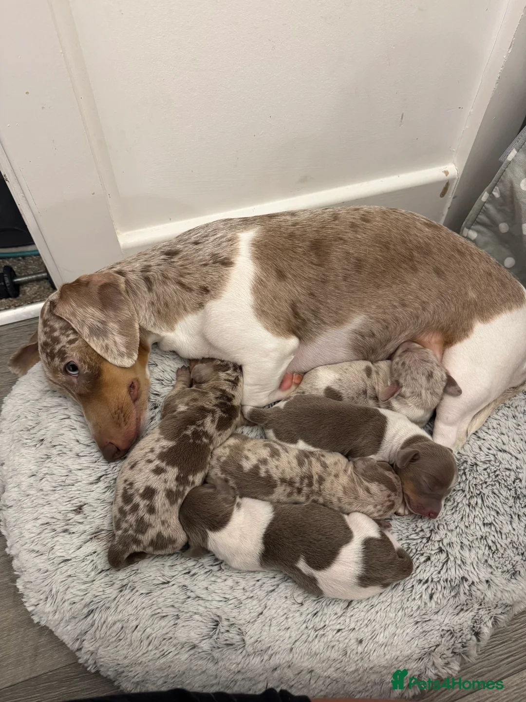Miniature Dachshund dogs for sale: Smooth haired miniature dachshund puppies in Poulton-le-Fylde - Advert 2