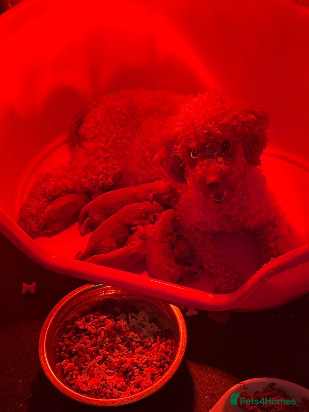 Toy Poodle dogs for sale: Beautiful litter of toy poodle puppies - Advert 13