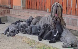 Neapolitan Mastiff dogs for sale: Import Neopolitan mastiff  - Image 5