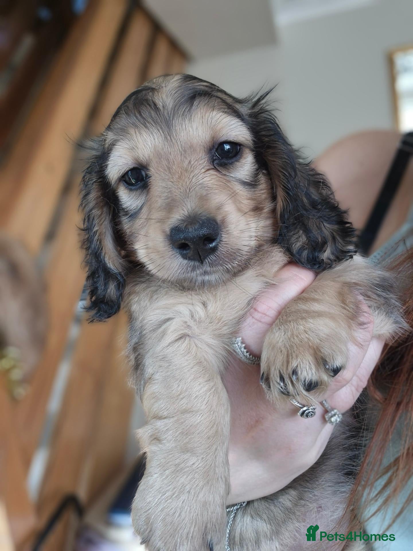 Miniature Dachshund dogs Miniature long haired Dachshund puppies - Advert 18